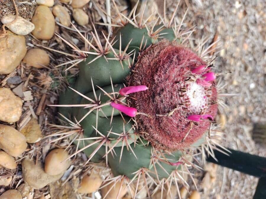 Melocactus 2