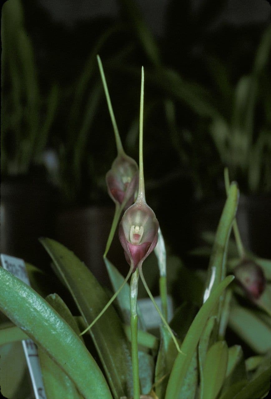 Masdevallia 3