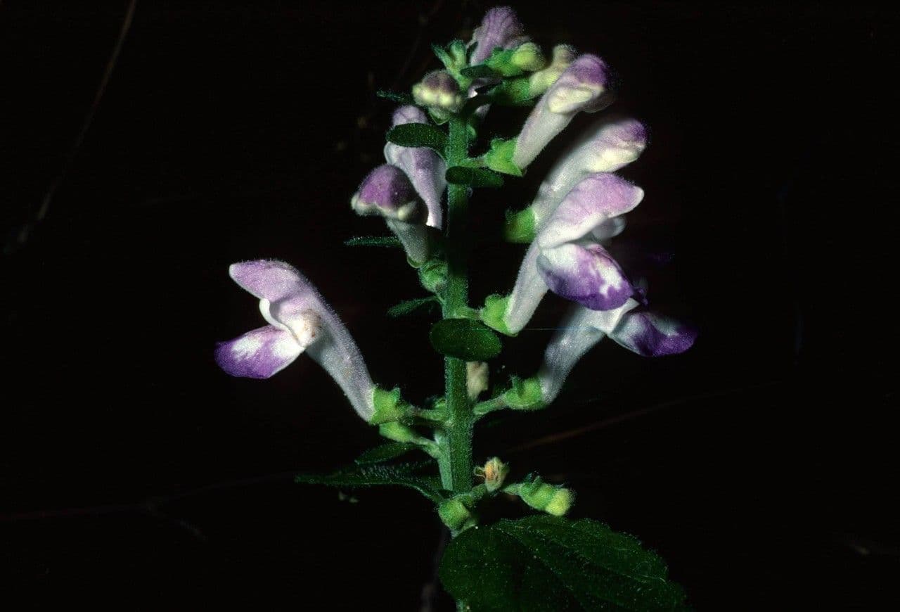Scutellaria ovata 5