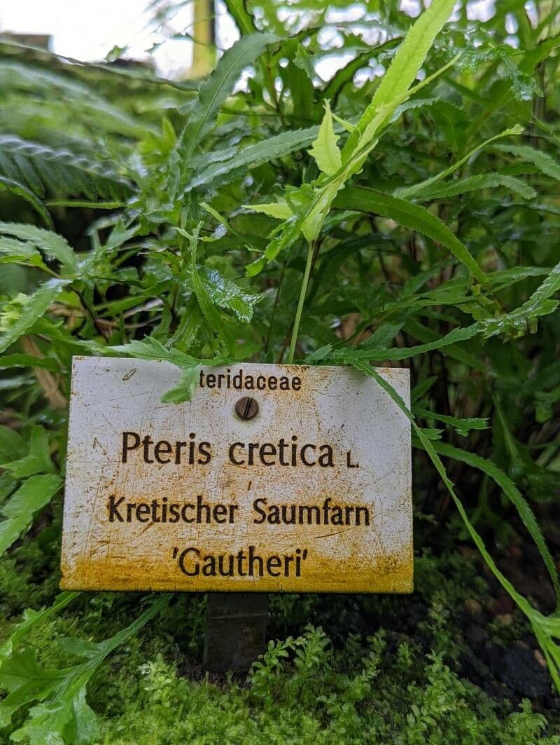 Pteris di Creta 24