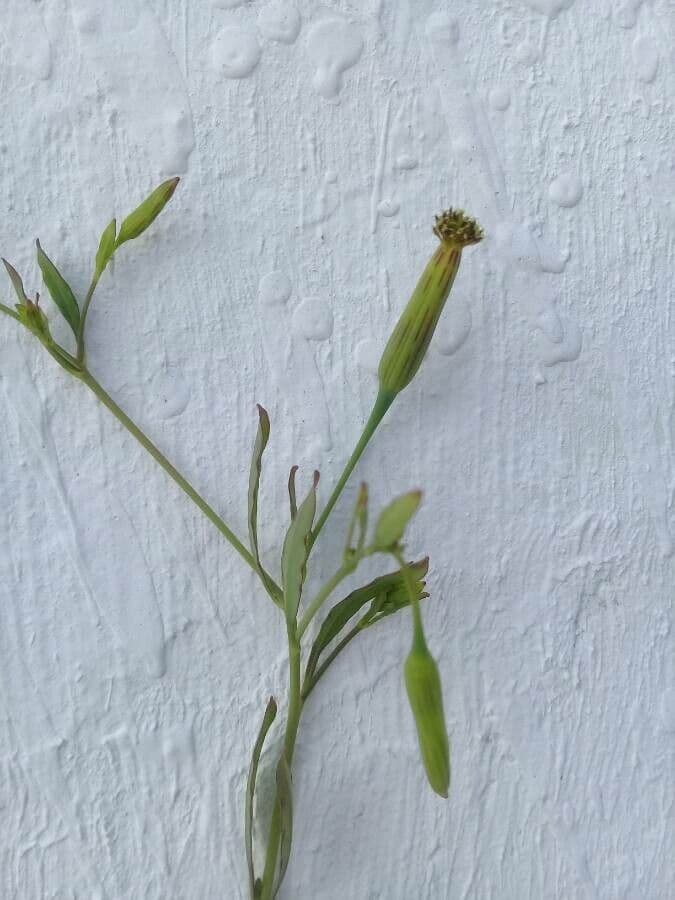 Cilantro de monte 10