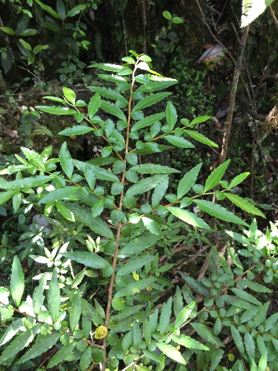 Azara 16