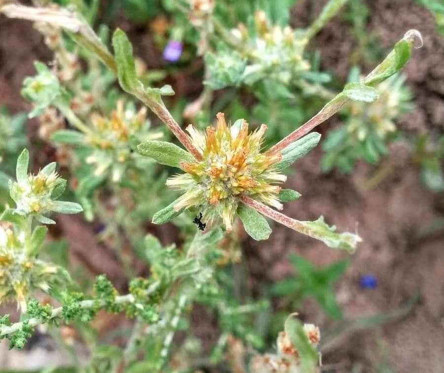 Bambagia spatolata 6