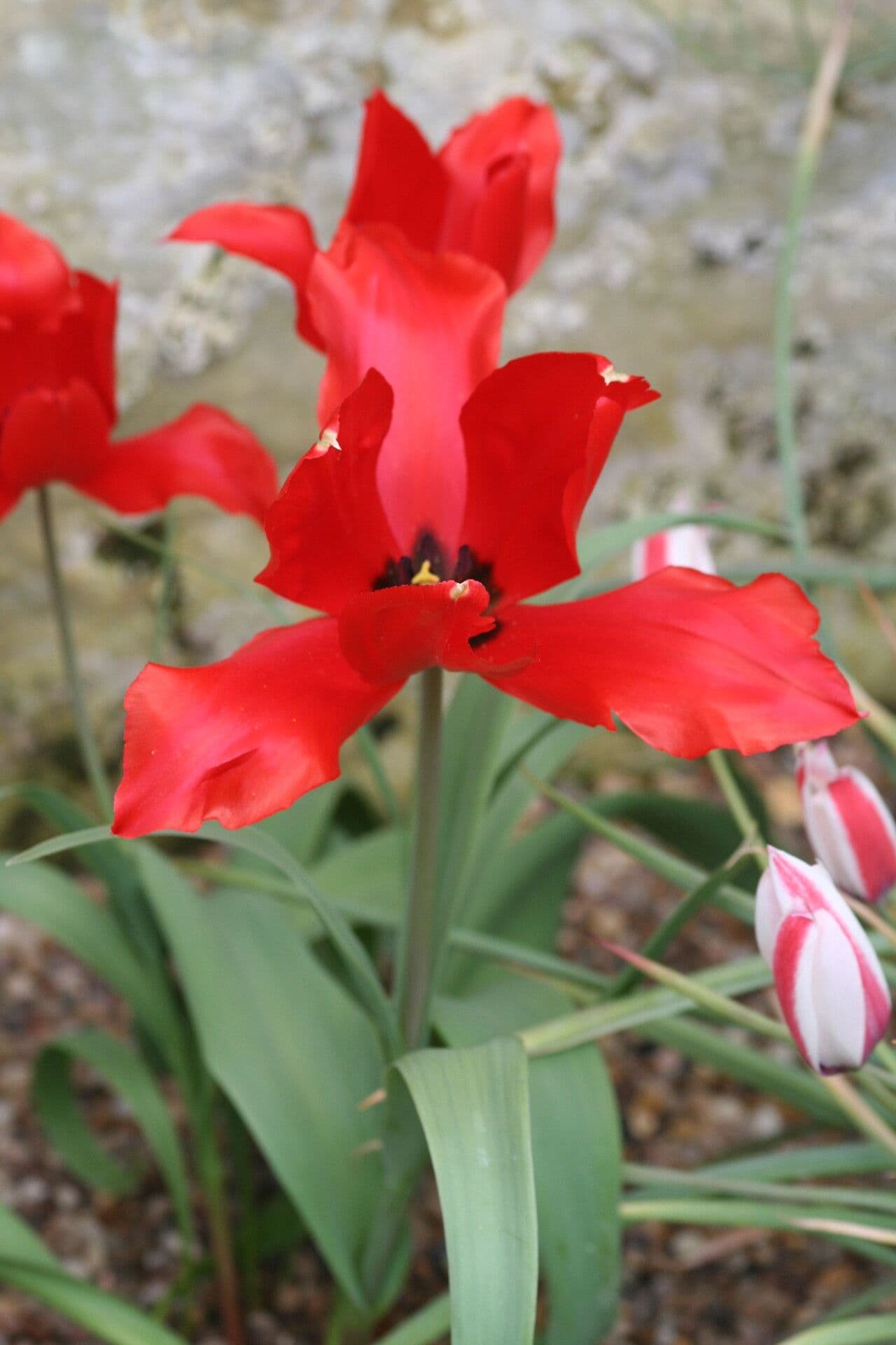 Tulipano