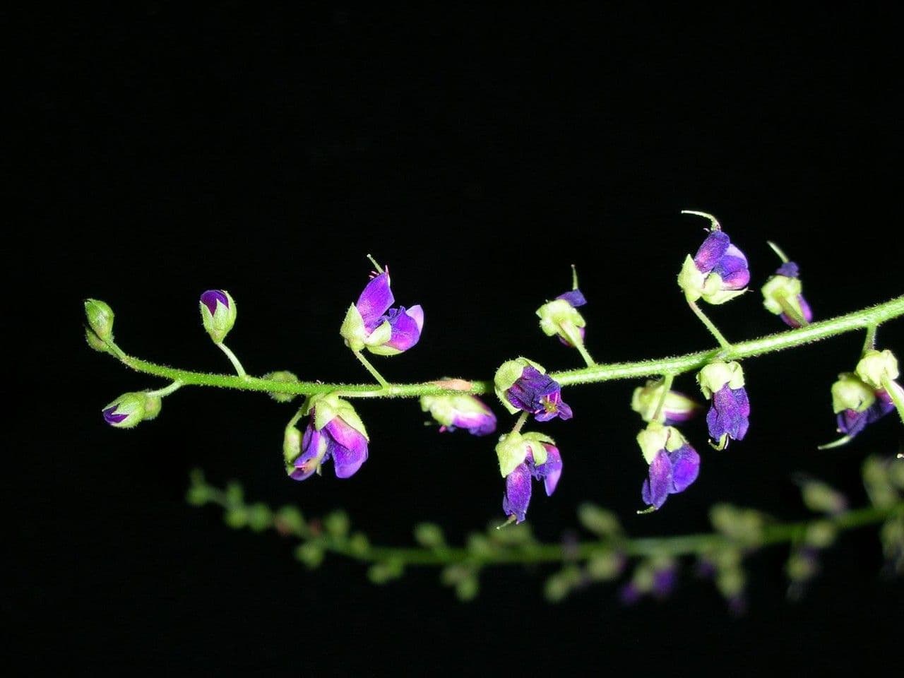 Desmodium 17