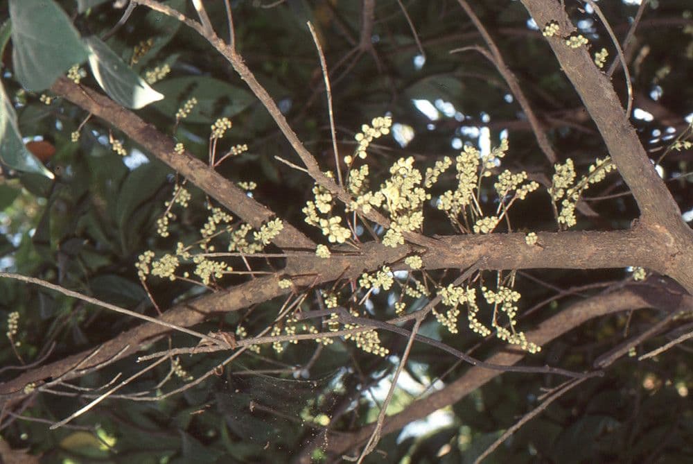 Baccaurea 21