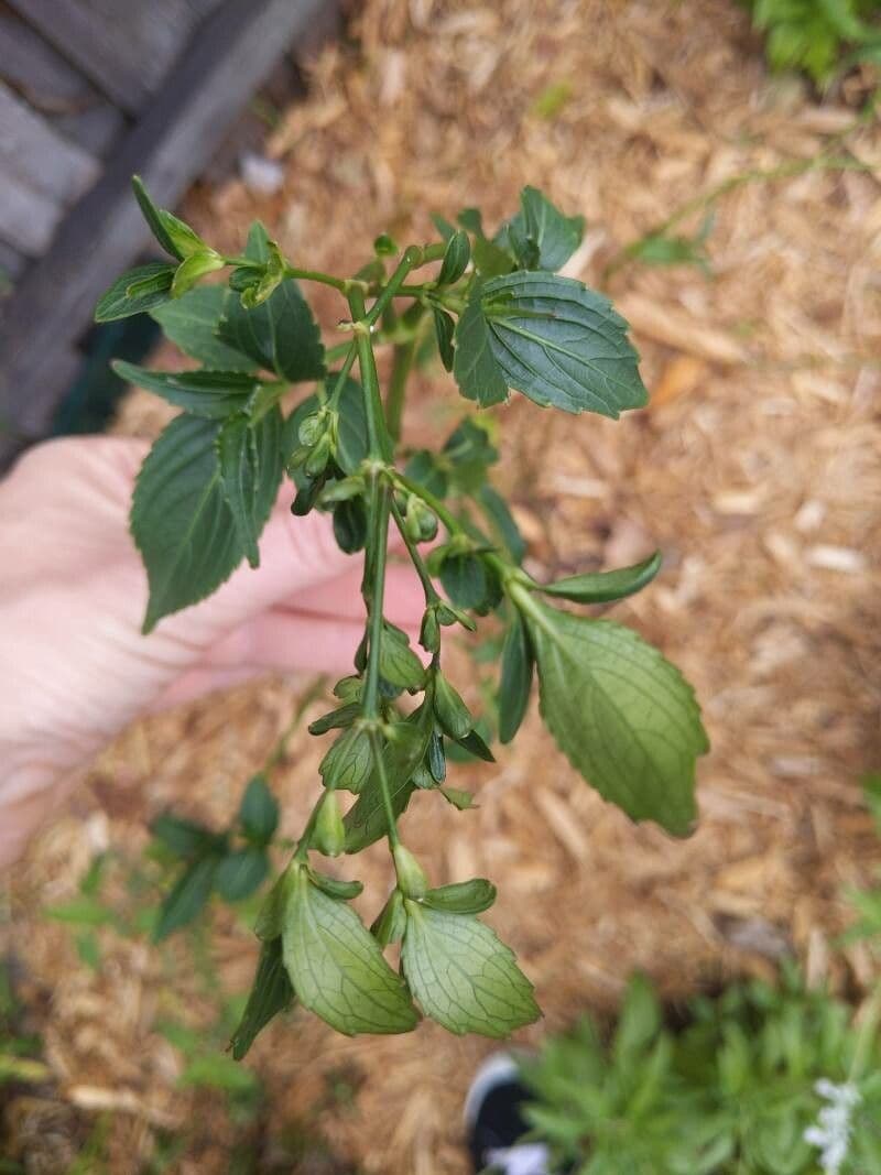 Strobilanthes 21