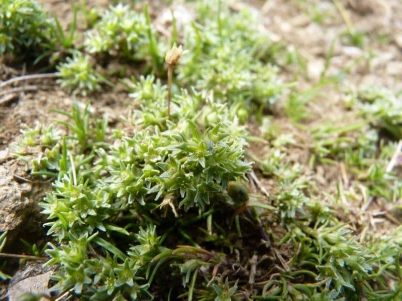 Scleranthus 10