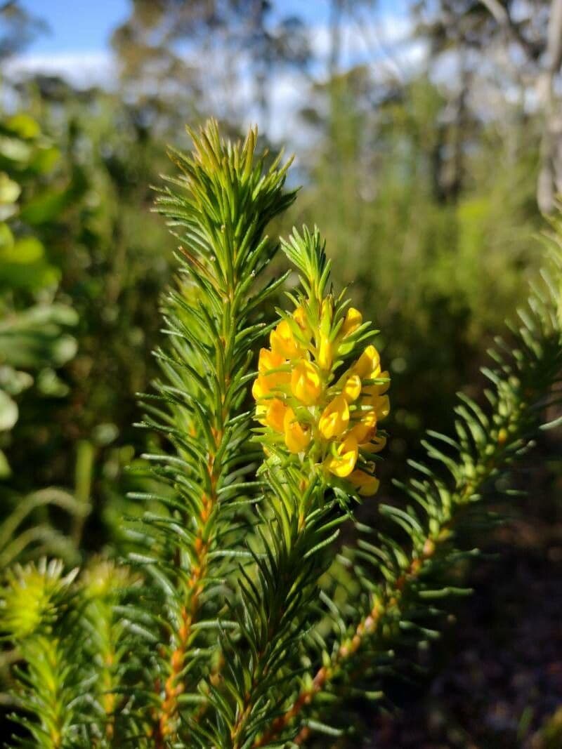 Phyllota phylicoides 3