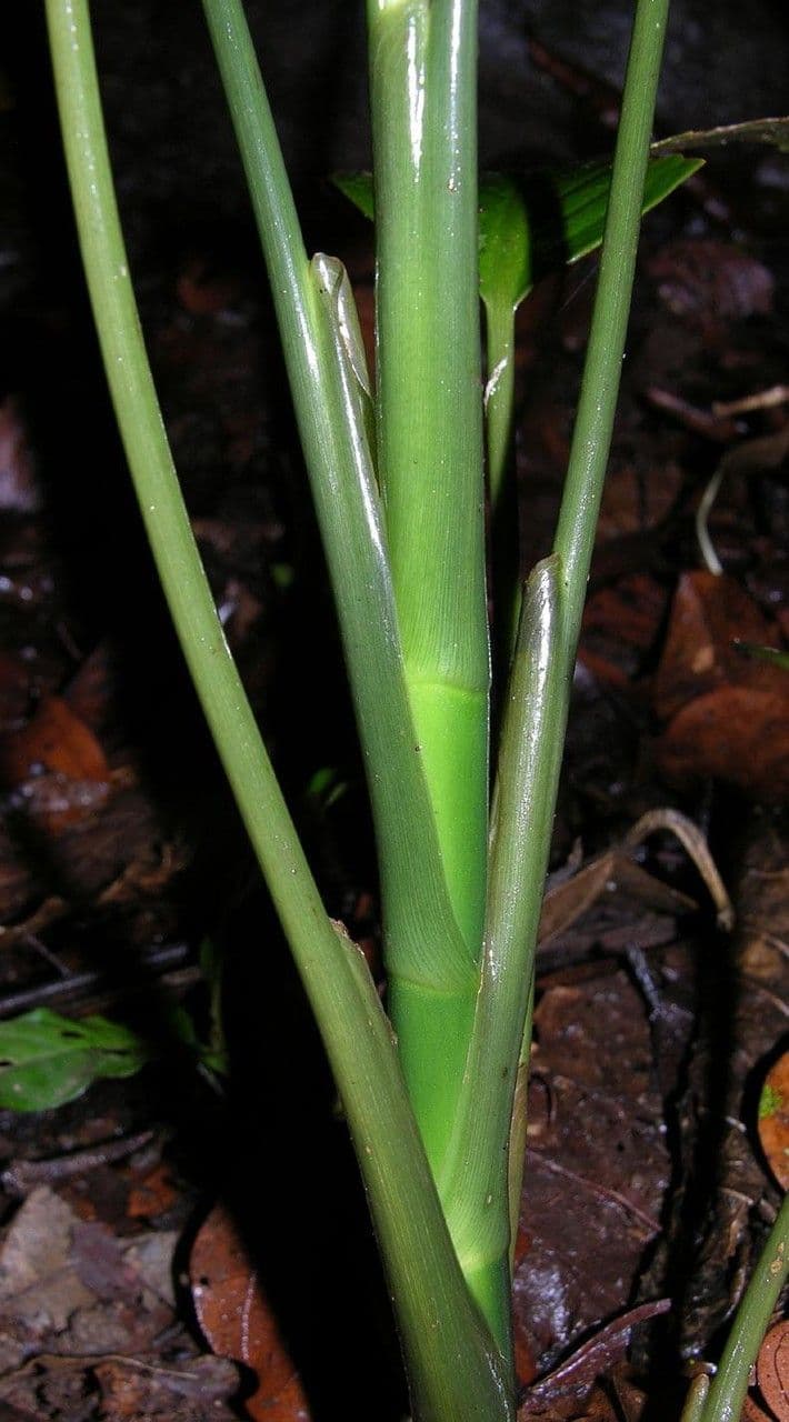 Dieffenbachia 7