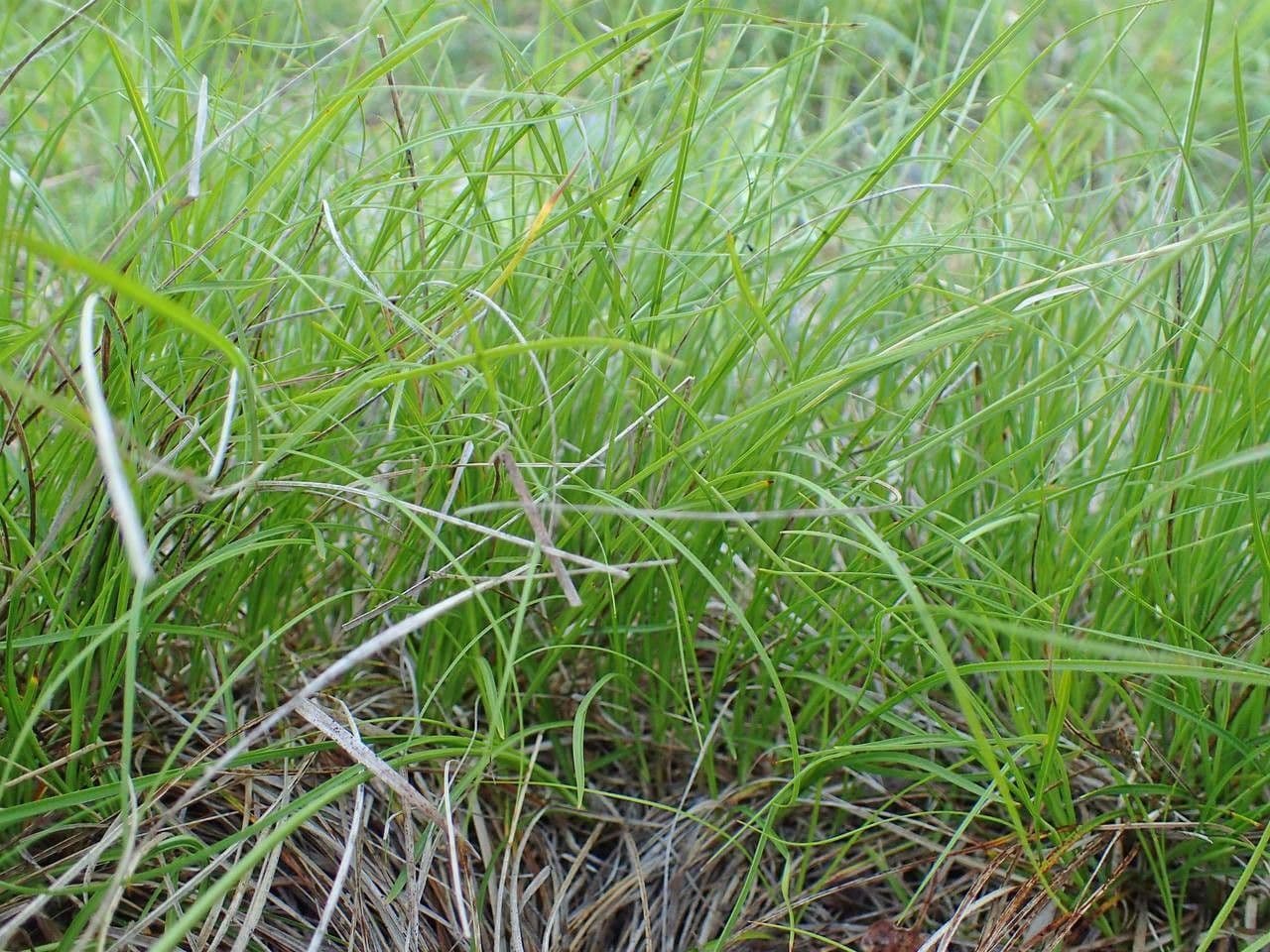 Dwarf sedge 10