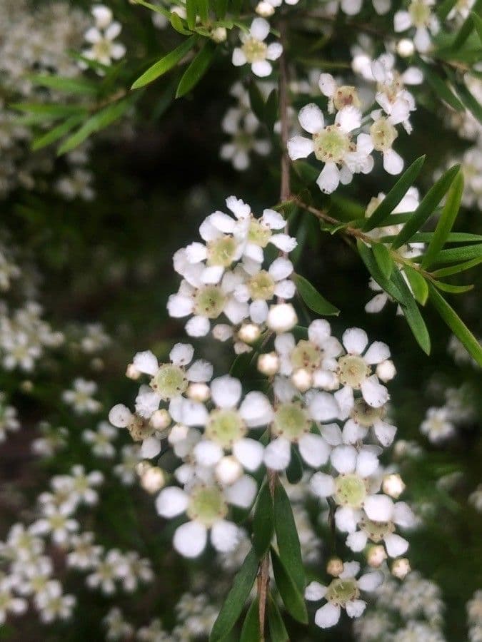 Sannantha