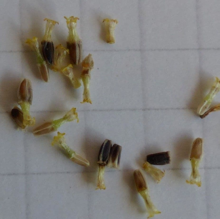 Scentless mayweed 4