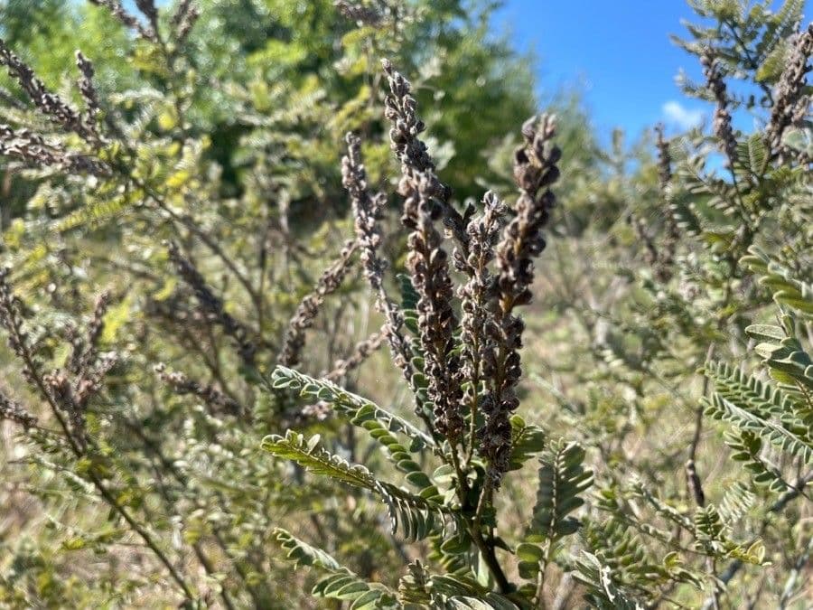 Leadplant