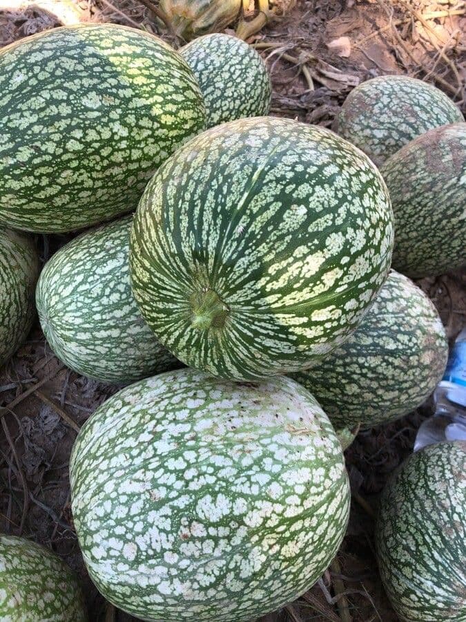 Figleaf gourd