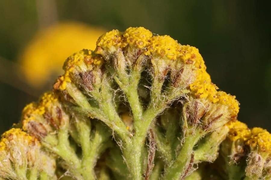 Achillea 4