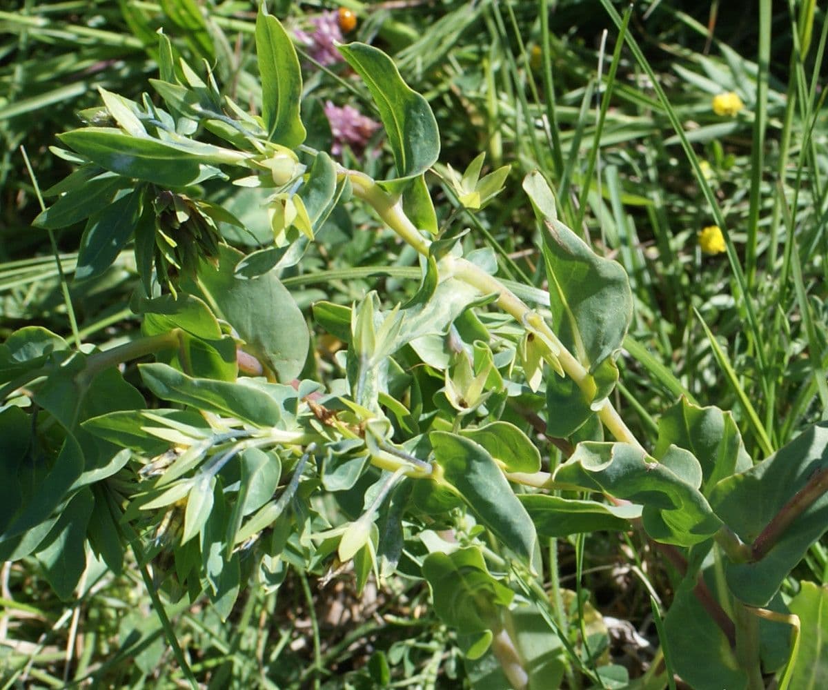 Cerinthe minor 15