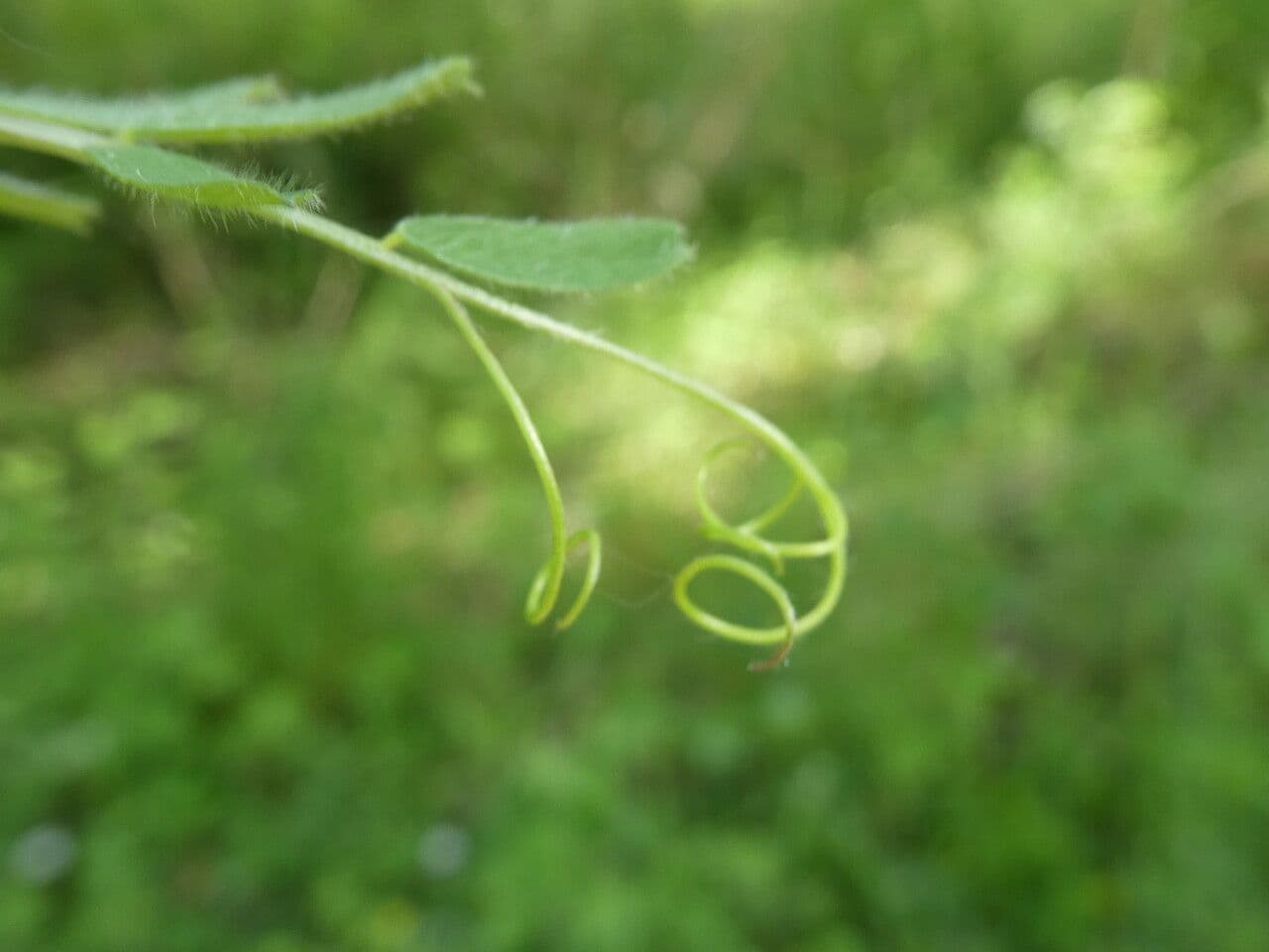 Vicia hybrida 24