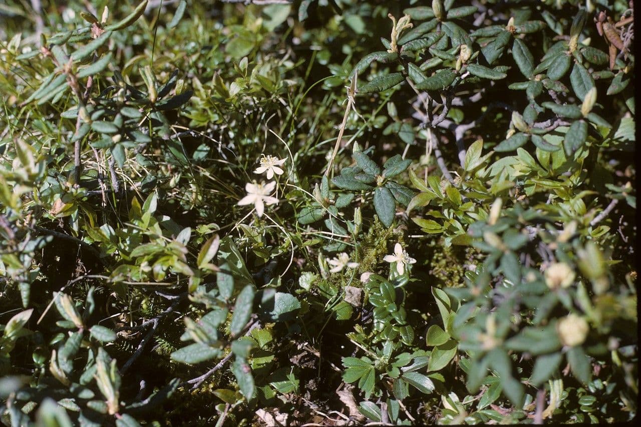 Coptis trifolié 8