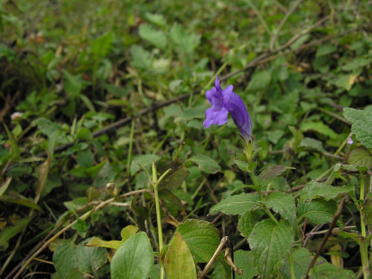 Strobilanthes