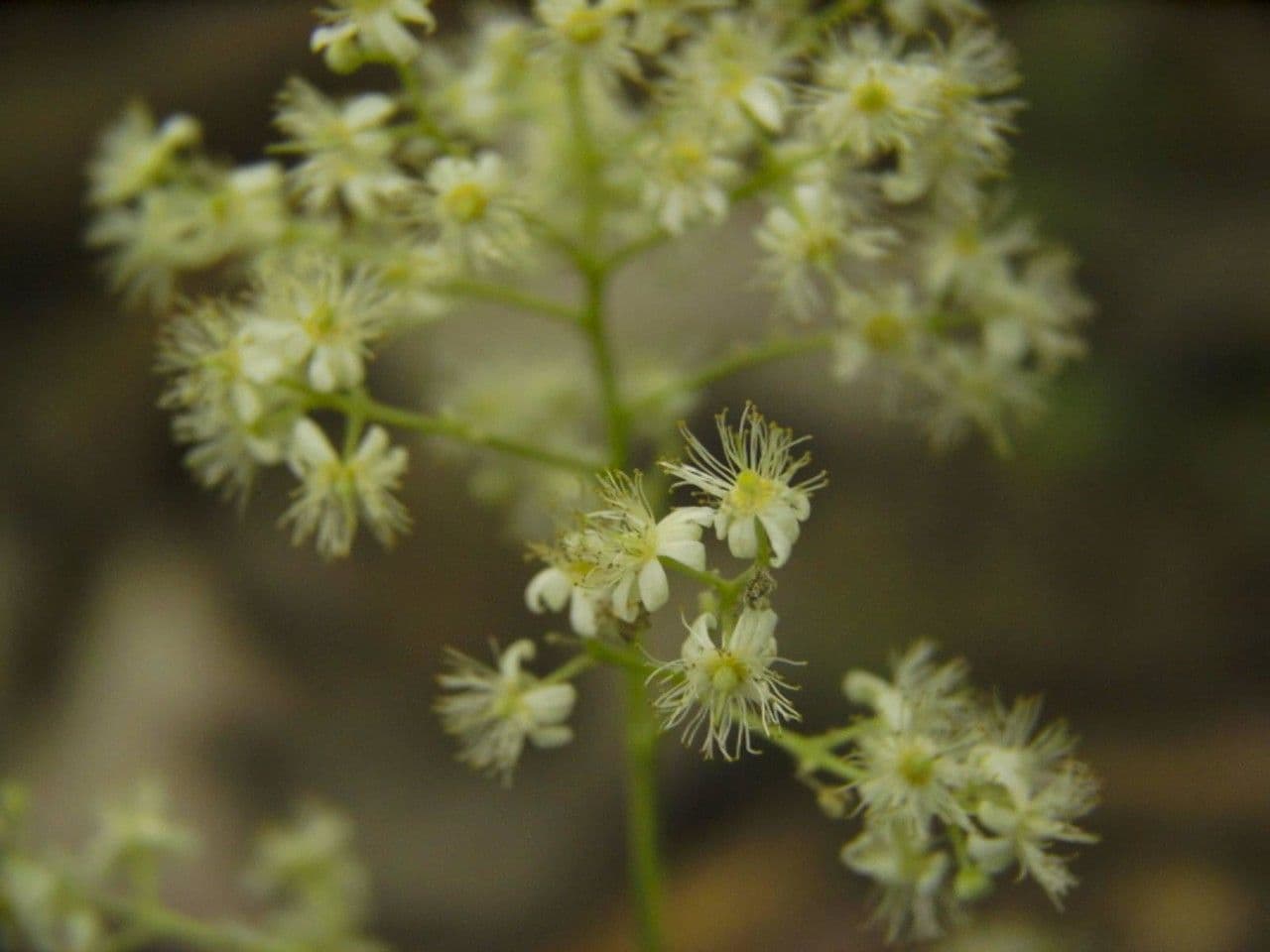 Lindens Pleuranthodendron 5
