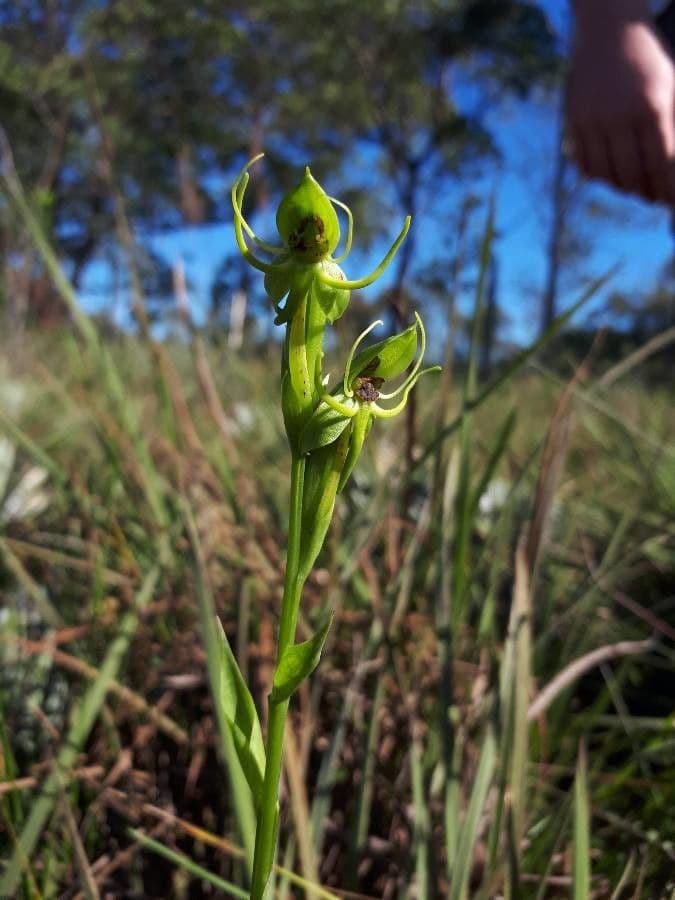Orchidea