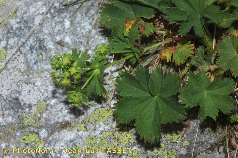 Alchemilla fissa 19