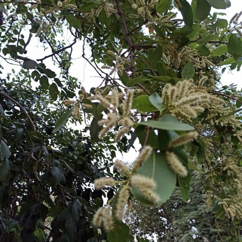 Terminalia arjuna 16