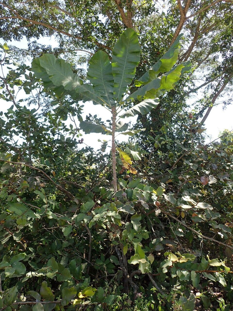 Anthocleista