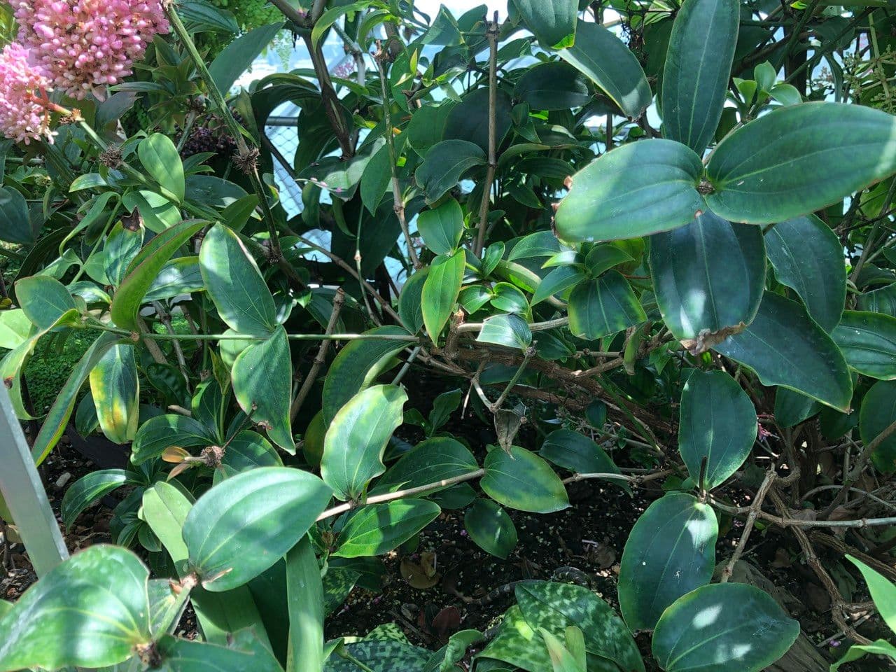 Medinilla 12
