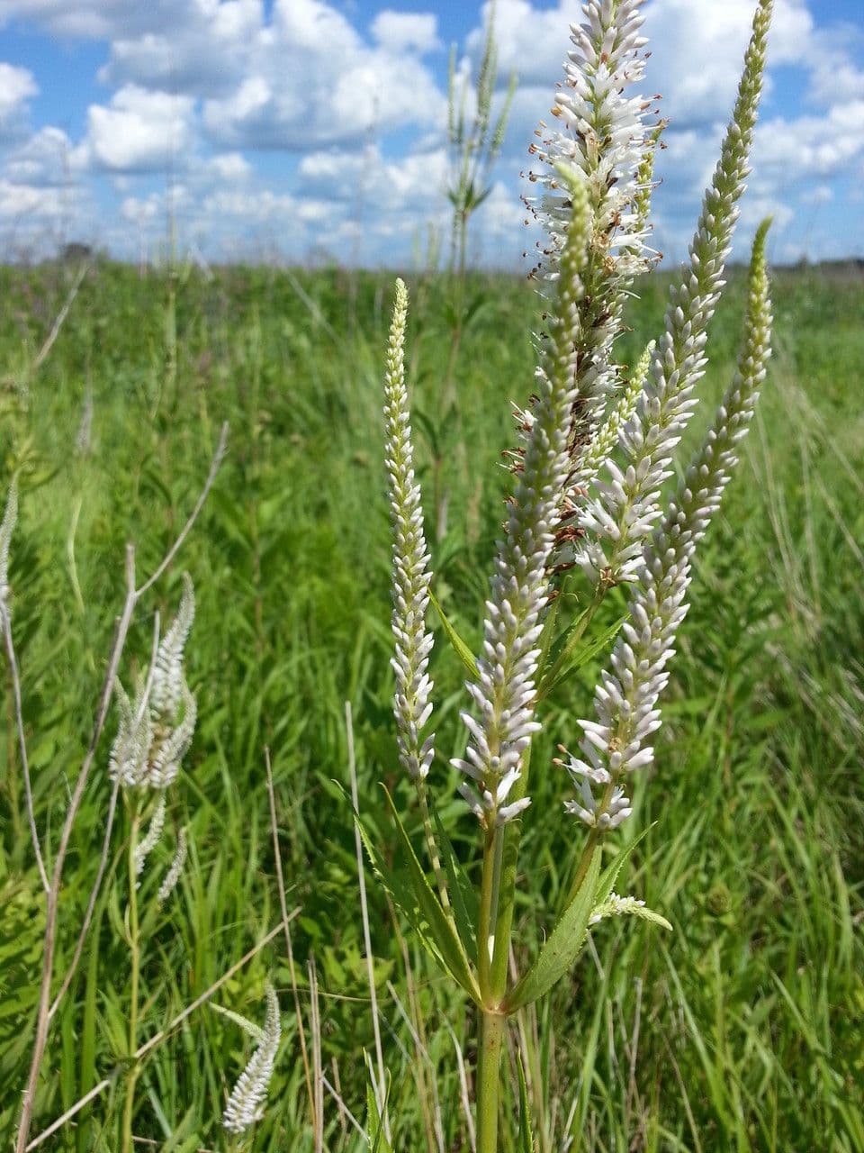 Veronica virginica 13