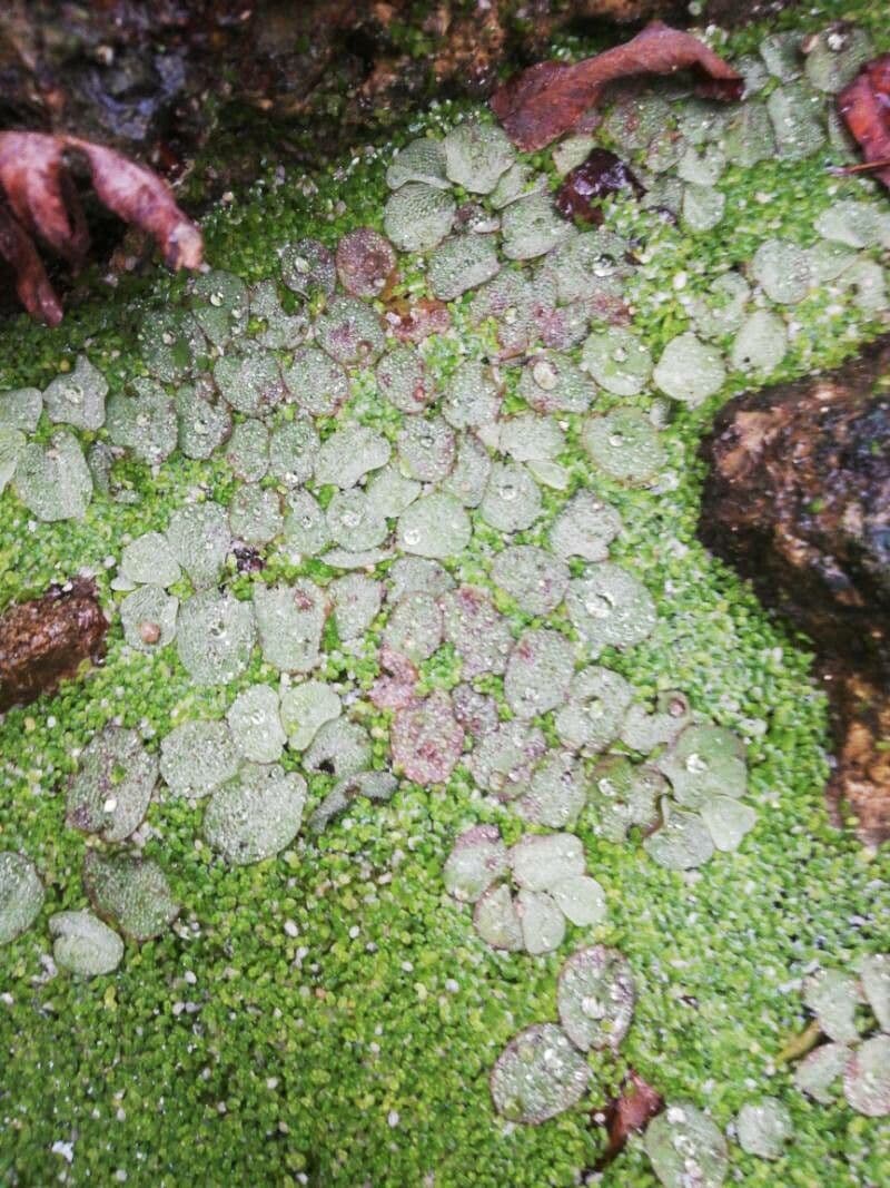 Salvinia minima 7