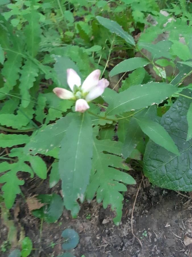 Chelone glabra 12