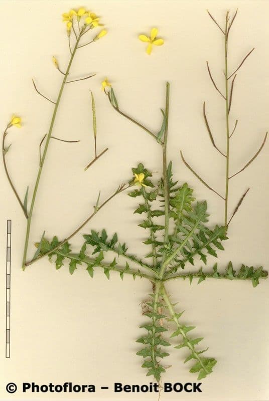 Islay-Senf 21