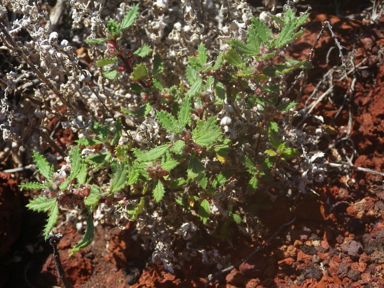 Forsskaolea 10