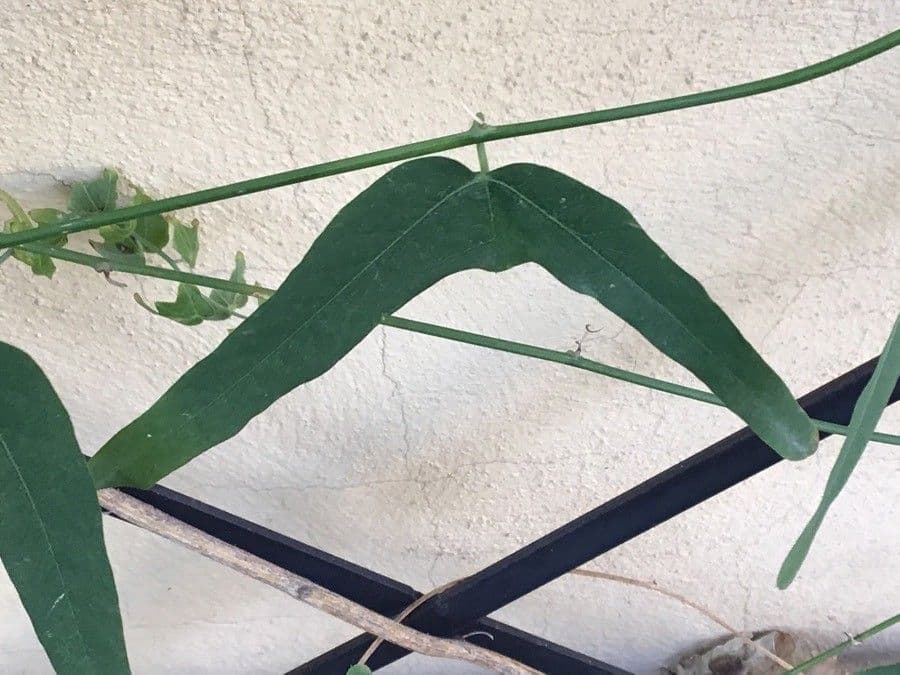 Passiflora perfoliata