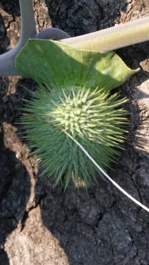 Datura di Wright 2