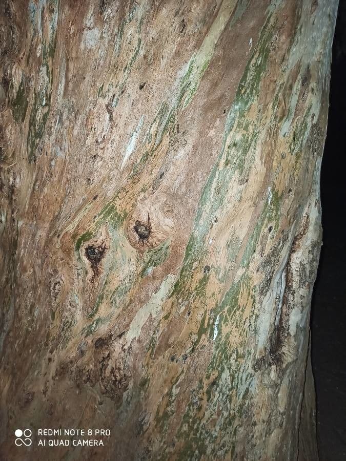 Blauer Eukalyptus 23