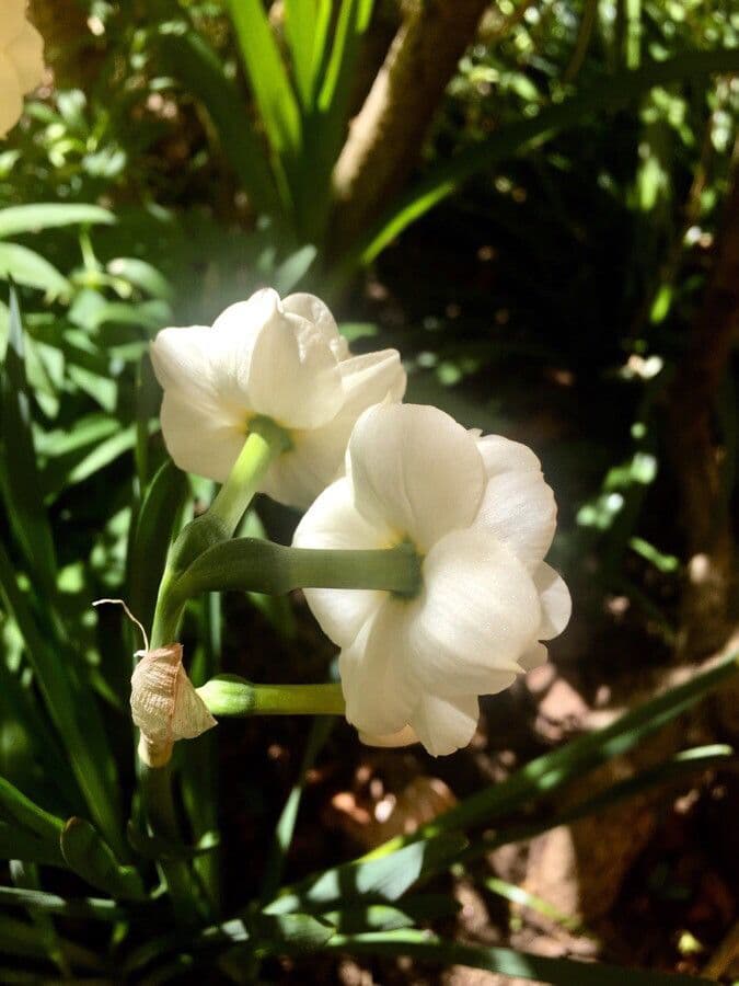 Narciso tazetta 25