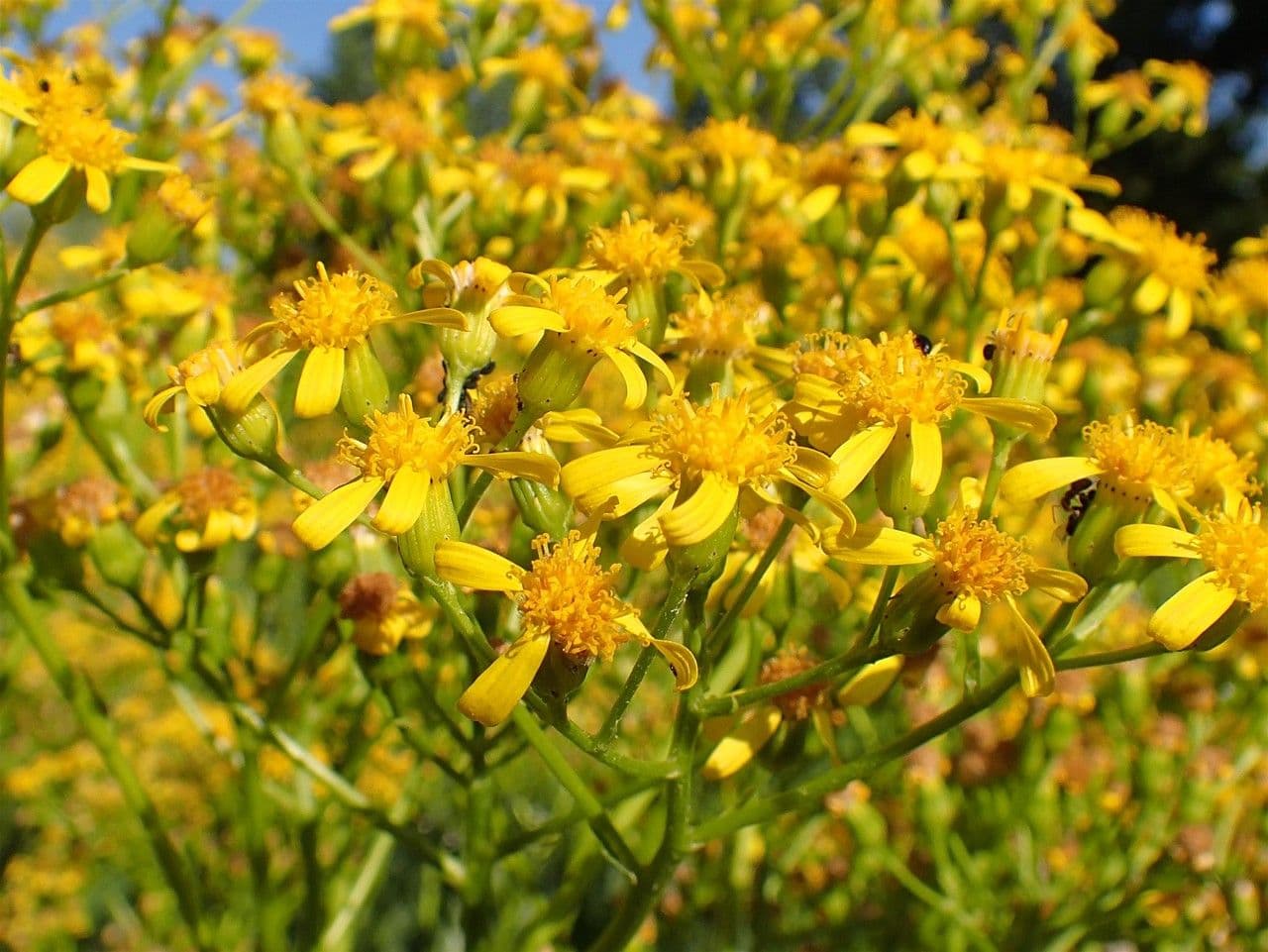 Senecio 3