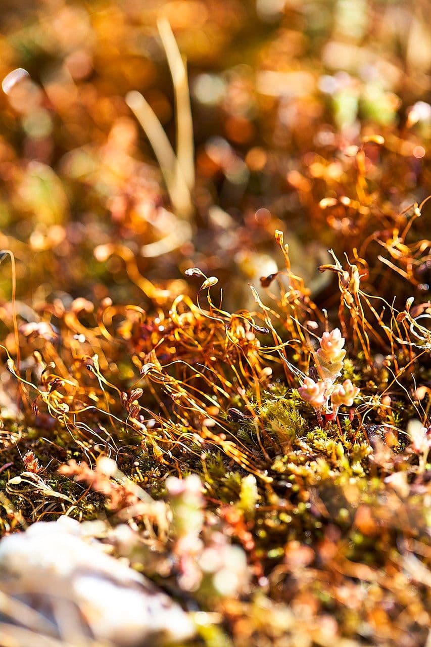 Cuscuta delle saline 18