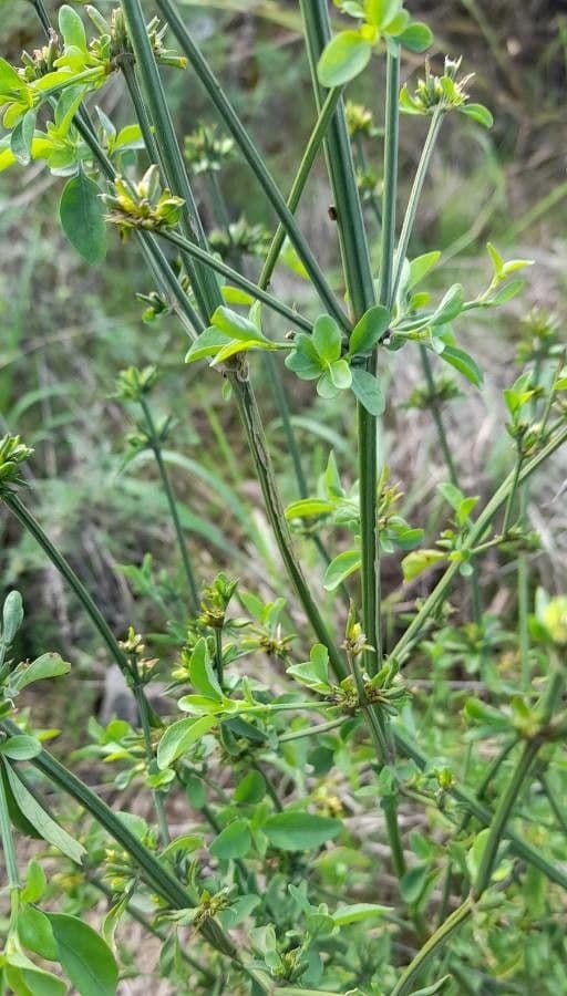 Dicliptera 12