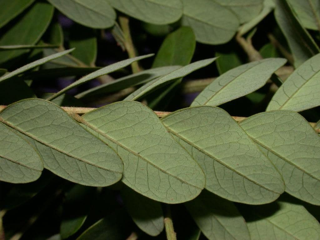 Stryphnodendron 12