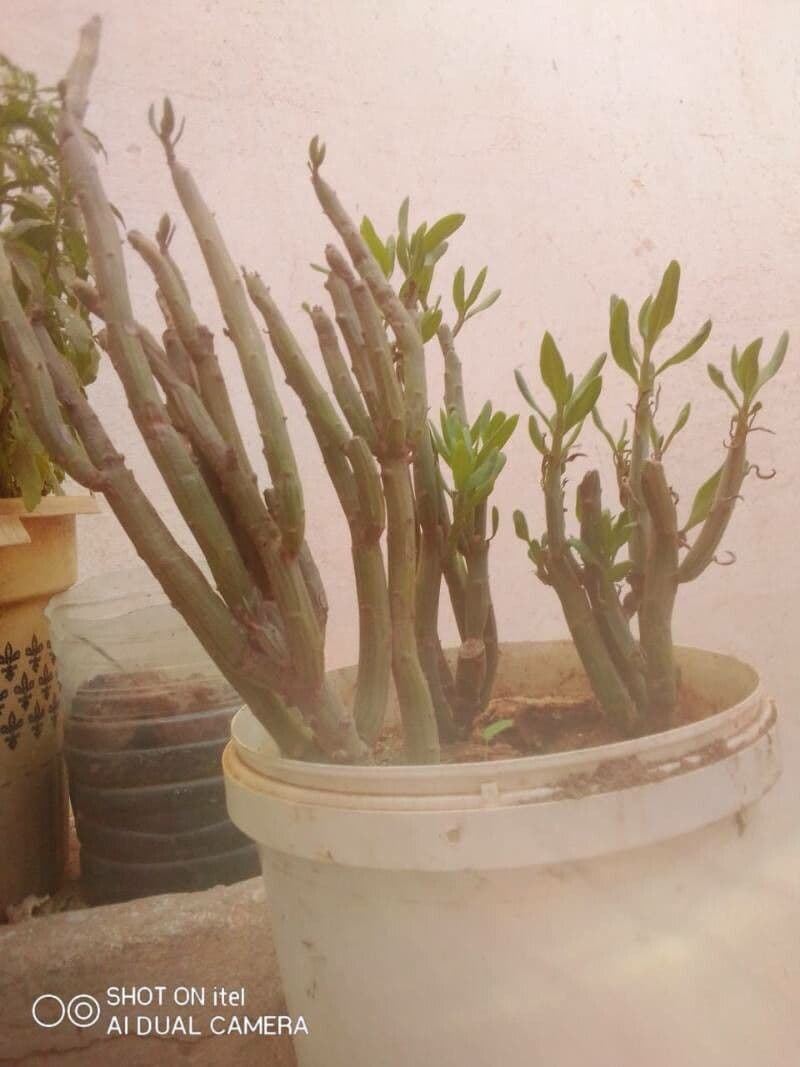 Kleinia anteuphorbium 19