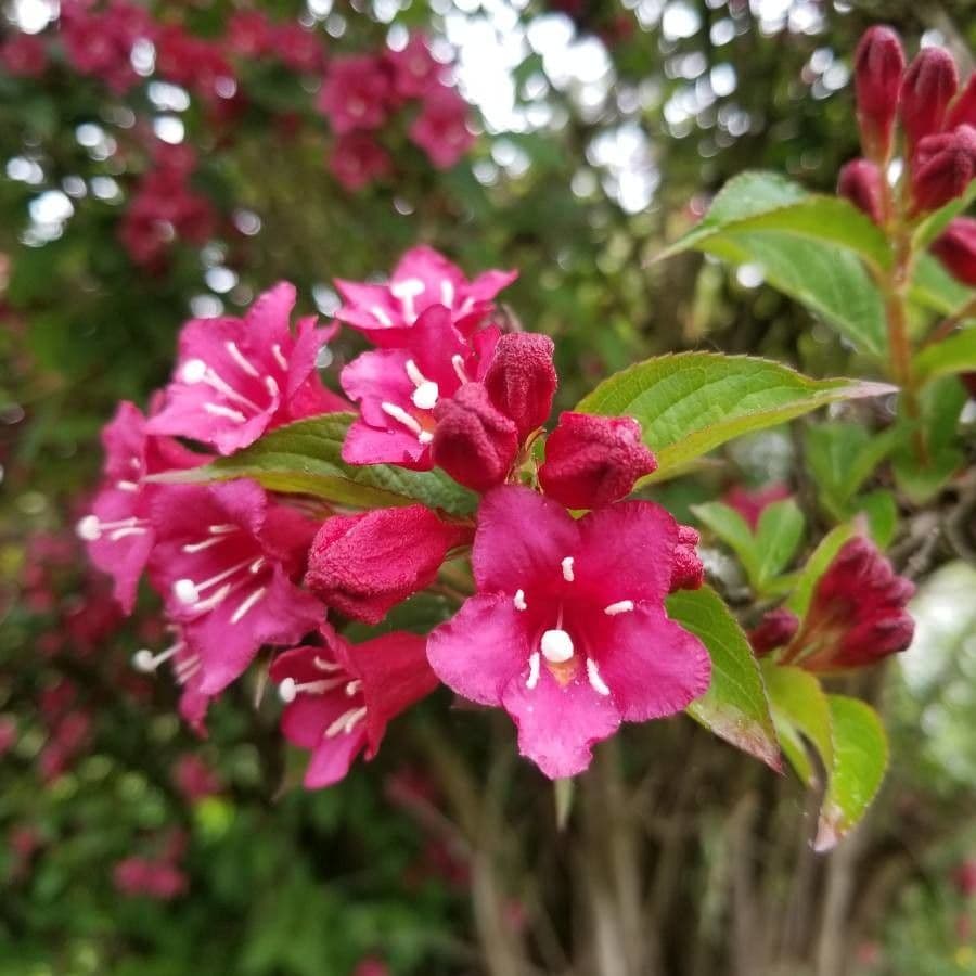 Weigelia florida 6