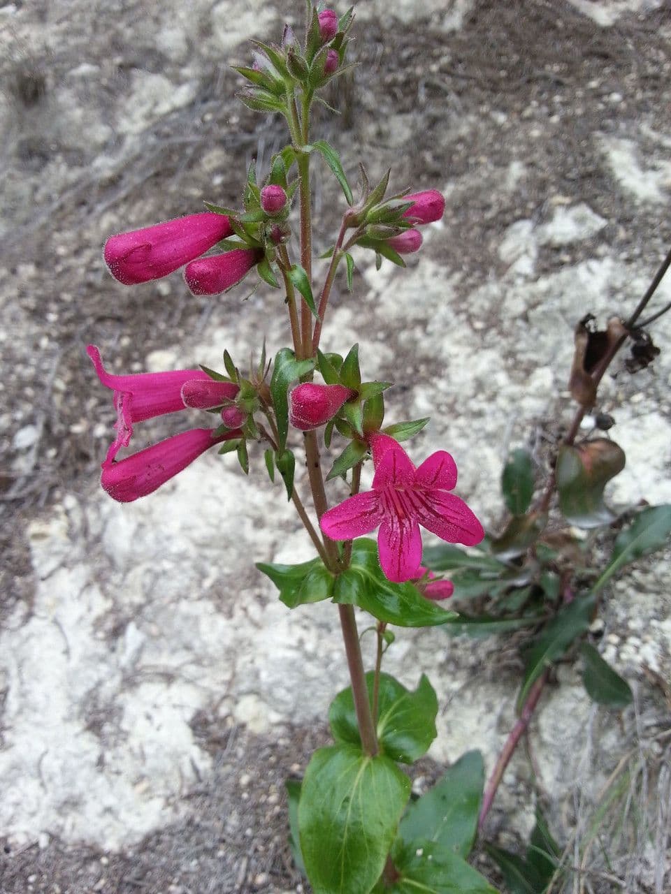 Penstemon 4