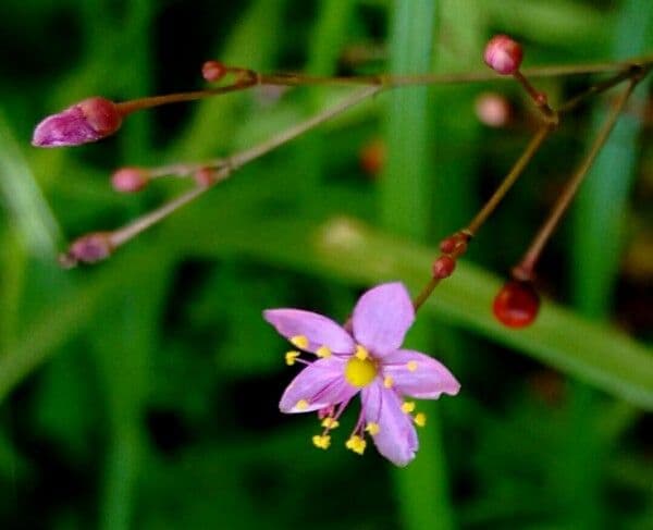 Talinum paniculatum 7