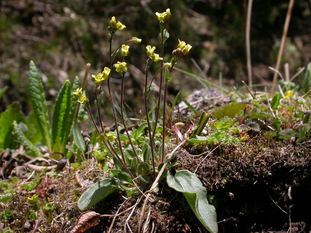 Draba gracile