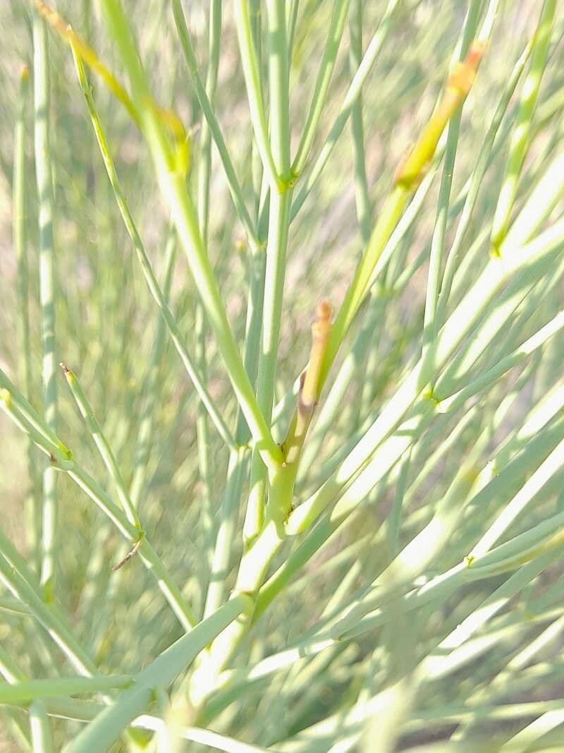 Moringa 7