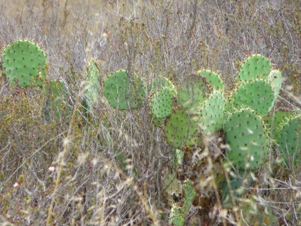 Küstenfeigenkaktus 24